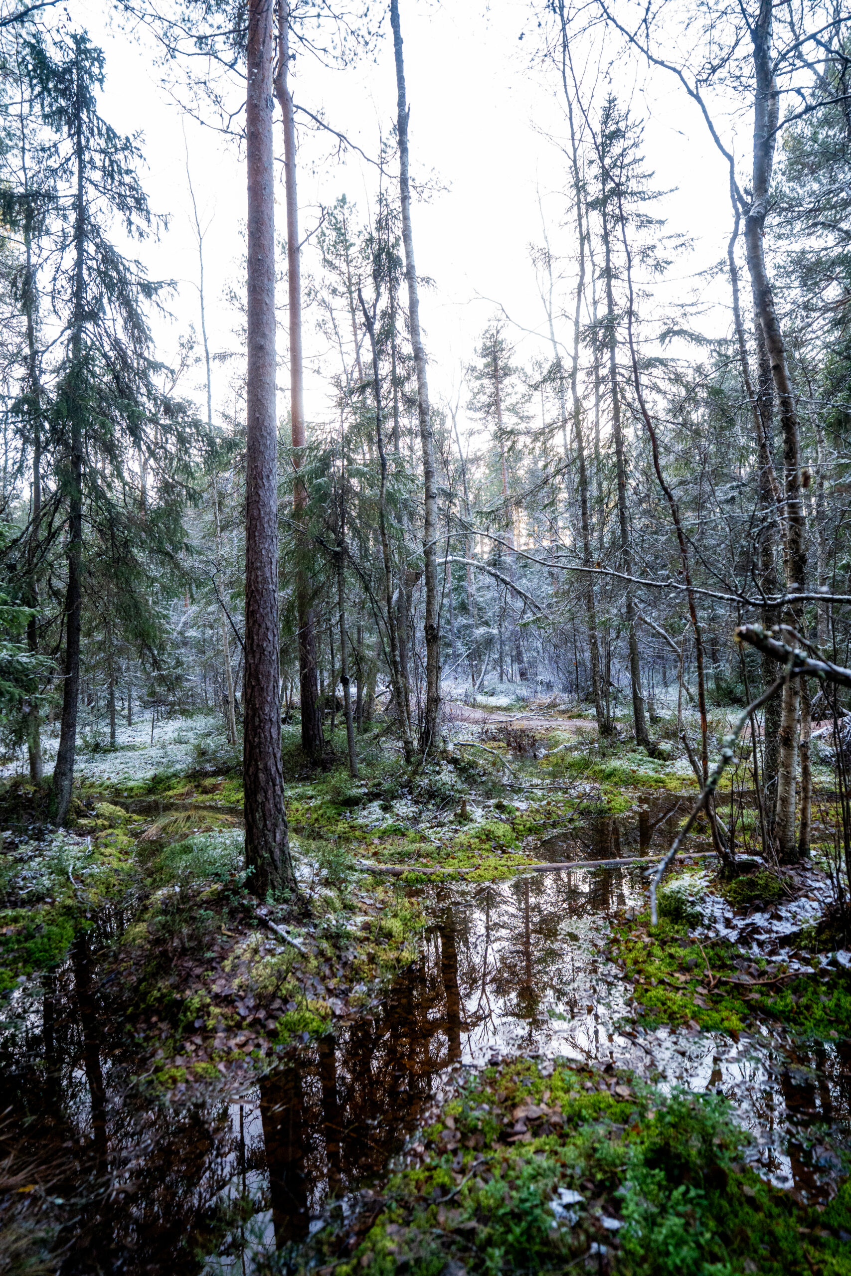 Haltia Lake Lodge — case